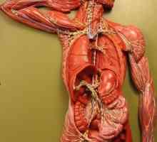 Umístění lymfatických uzlin v lidském těle (na krku, v tříslech a podpaží)