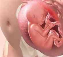 Uvažujme, jak dítě dýchá v děloze