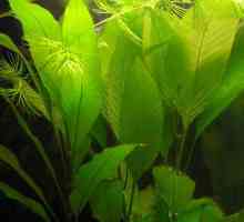 Lemongrass závod akvárium: péče a reprodukce