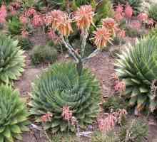 Aloe druhy. vlast rostliny