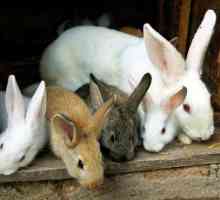 Разведение кроликов как бизнес: организуем ферму. Бизнес с нуля по выращиванию кроликов