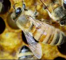 Разведение пчел для начинающих в домашних условиях