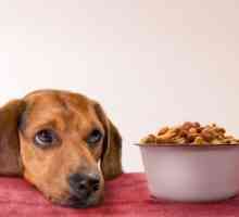 Rating krmivo pro psy. Rating suché potravy pro psy