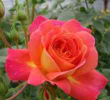 Midsummer Rose - Pride pěstitel