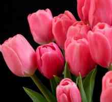Růžový tulipán - delikátní a nádherné květiny