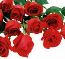 Červená růže - květy královny