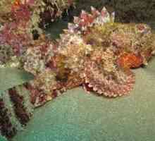 Рыба-камень – самый ядовитый обитатель морских глубин.