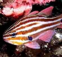 Kardinál ryby: akvárium obsah