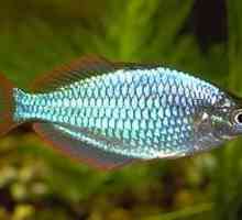 Ryby neon Donaciinae: chov, krmení a kompatibilita