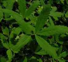 Sabelnik: léčivé vlastnosti rostlin