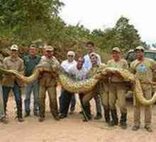 Самая большая змея в мире. Анаконда