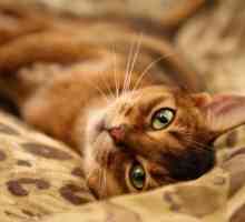 Mezi nejkrásnější a inteligentní plemeno habešské kočky