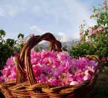 Nejkrásnější údolí růží ve světě. Bulharsko a jeho zajímavosti