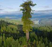 Самое высокое дерево в мире – гигант Гиперион