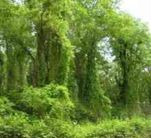Самурский лес в Дагестане: описание, растительность и отзывы