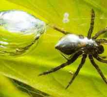 Самые интересные факты о пауках: описание, виды и особенности