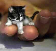 Nejmenší koček na světě a jejich vlastnosti