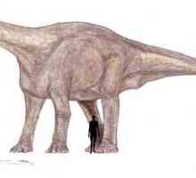 Самый большой динозавр: брухаткайозавр или…