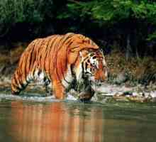 Самый большой тигр в мире - каков он?