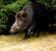Самый большой в мире кабан: удивительные истории о диких свиньях