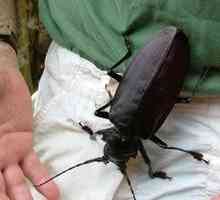 Самый большой жук в мире – загадка природы!