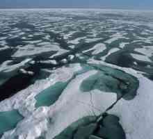 Самый холодный океан на планете: климат и органический мир