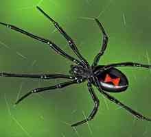 Самый ядовитый паук в мире: детство, отрочество и юность