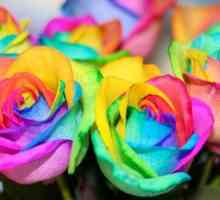 Tajemství kouzelného květu „duha Rose“