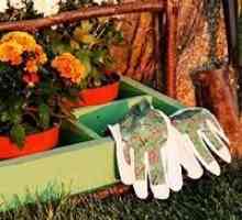 Zahradnické tajemství: na podzim práce na zahradě a zahradě