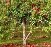 Zahradnické tajemství: hnojení jabloní na podzim
