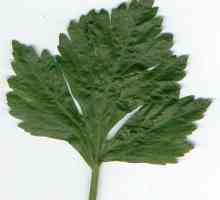 Celer list. Užitečné vlastnosti rostlin