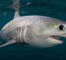 Сельдевая акула: образ жизни, особенности строения, фото