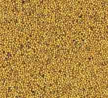 Семена горчицы: описание промышленных сортов, применение в сельском хозяйстве, выращивание