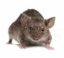 „Šedé bandité“, nebo jak se dostat myši ven z domu? dobrá rada