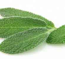 Salvia: terapeutické vlastnosti a aplikace
