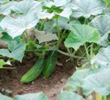 Schéma výsadby okurky ve sklenících, ve skleníku v půdě a na mřížoví. Jak pěstovat okurky?