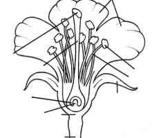 Схема строение цветка. Цветки обоеполые и раздельнополые