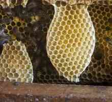 Velkorysý dar přírody - med na hřeben. Užitečný produkt je včela?