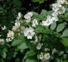 Šípky bílá - květ troubadour poezie