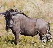 Сходство и различие животных одного вида: антилопа гну, серна, гарна