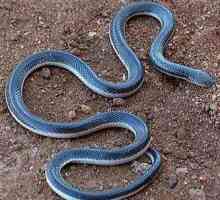 Шпильковая змея: описание, фото. Укус шпильковой змеи