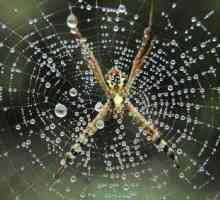 Сколько глаз у паука, и какие бывают виды пауков?