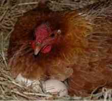 Kolik kuře sedící na vejce a drůbež zemědělců, co má dělat, když zádumčivý sedí na vejcích?