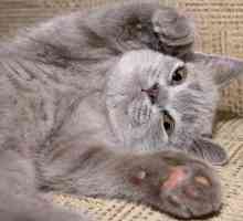 Kolik koček prsty jsou normální a kdo jsou kočky polydactyl