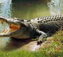 Сколько у крокодила зубов? И другие интересные факты
