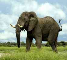 Сколько весит слон? Почти столько, сколько 4 носорога или 18 зебр