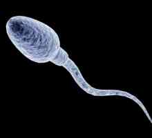 Kolik živé spermie, a kolik se uvolňují během ejakulace