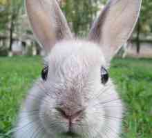Kolik živé okrasné králíků doma? Co ovlivňuje jejich životnost?