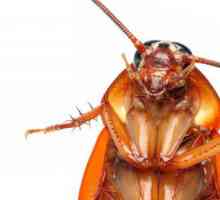 Сколько живут тараканы? Без еды, без воды и без головы?