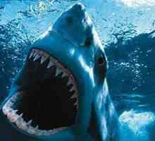 Сколько зубов у акулы? Подсчету не поддаются